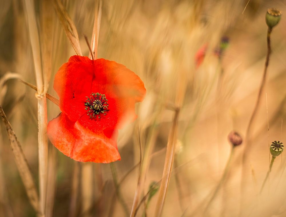Poppy in a field. Original public domain image from Wikimedia Commons