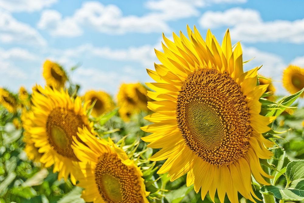 Large sunflowers blooming in the summer. Original public domain image from Wikimedia Commons