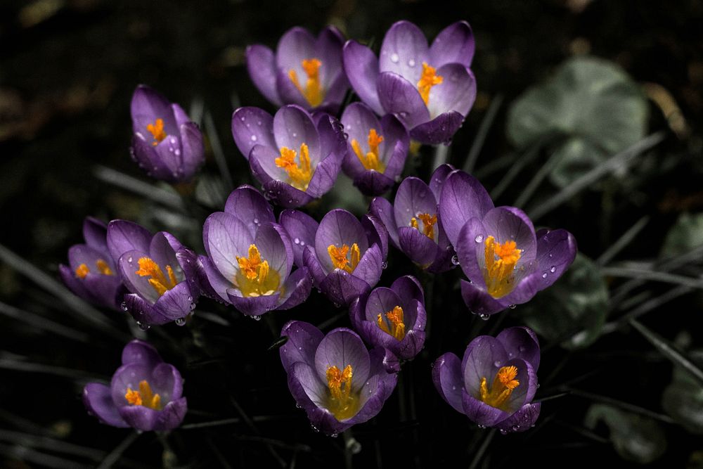 An overhead shot of a bunch of crocus flowers growing closely together. Original public domain image from Wikimedia Commons
