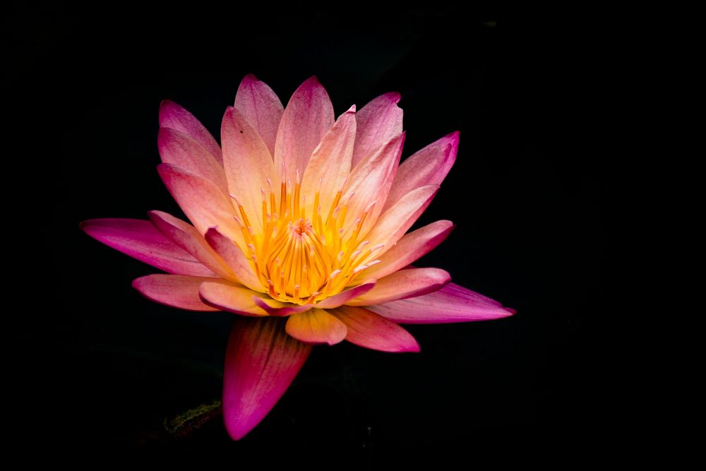 A purple and yellow water lily against a black background. Original public domain image from Wikimedia Commons