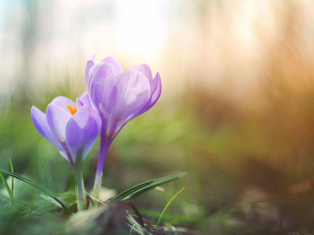 Macro of two purple crocus flowers in bloom in Spring. Original public domain image from Wikimedia Commons