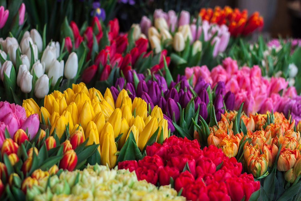 Colorful tulips in a flower market. Original public domain image from Wikimedia Commons