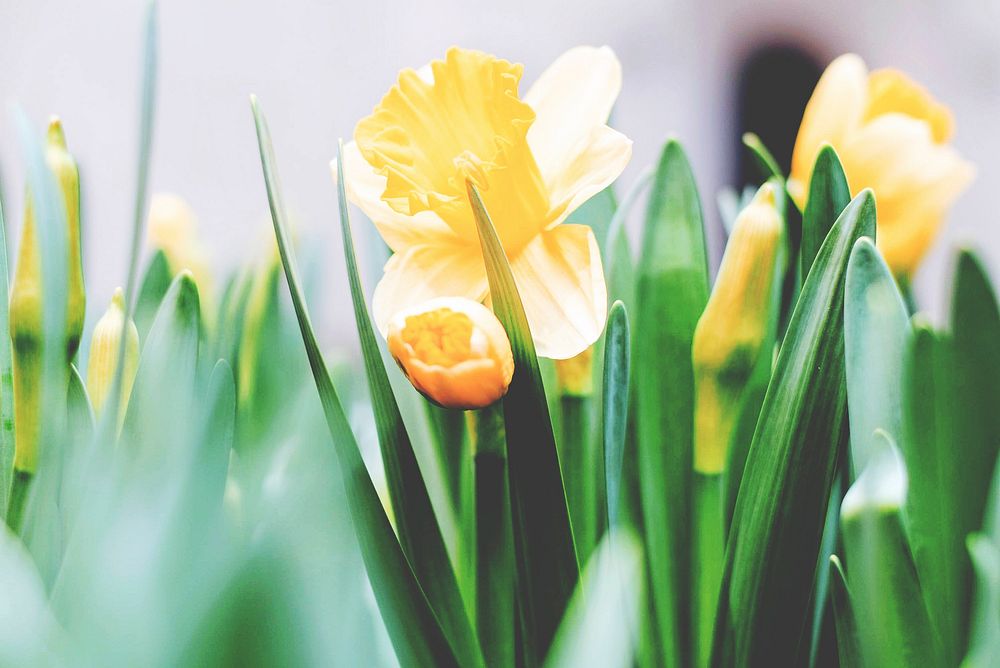 Yellow tulips in blooming the garden. Original public domain image from Wikimedia Commons