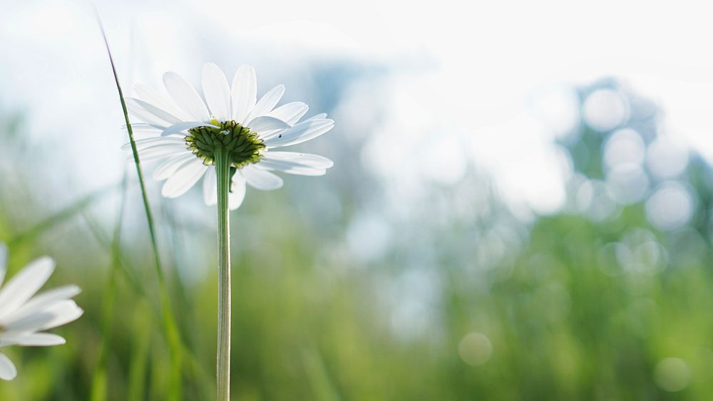 A low-angle shot of a white daisy with bokeh effect in the background. Original public domain image from Wikimedia Commons