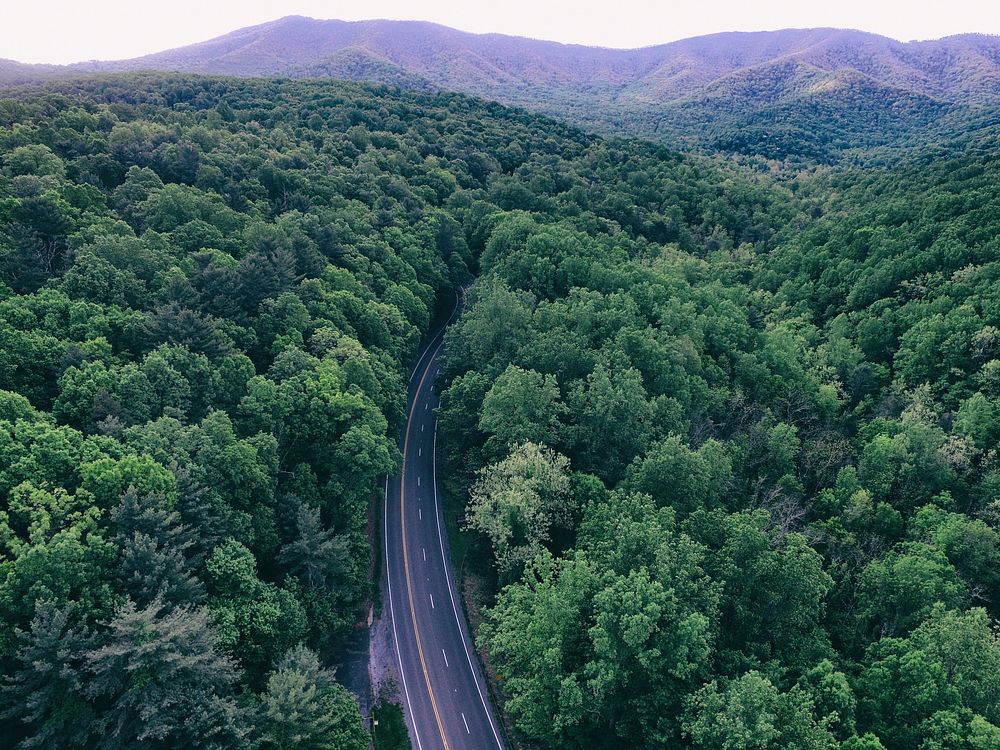 Road through the woods drone view. Original public domain image from Wikimedia Commons