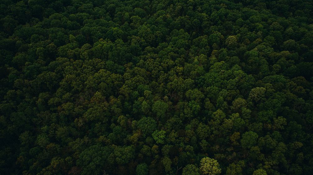 A drone shot of a green forest in Harrison.Original public domain image from Wikimedia Commons