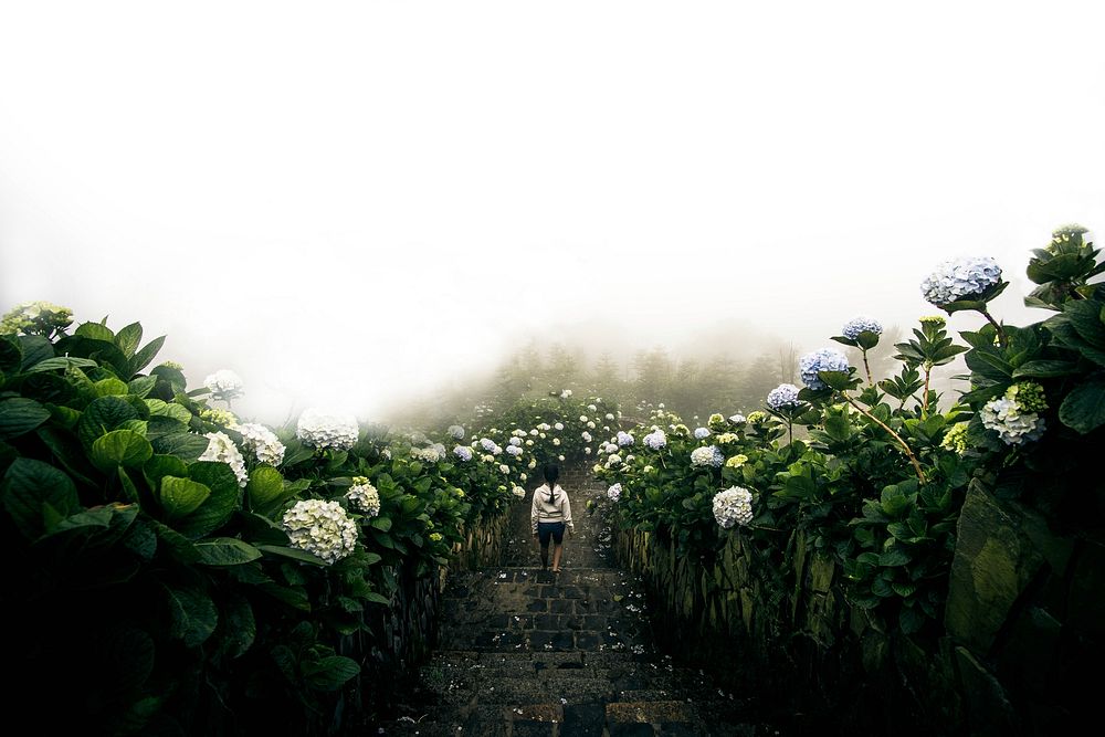 Woman walking down stone steps lined with white hydrangea flowers. Original public domain image from Wikimedia Commons