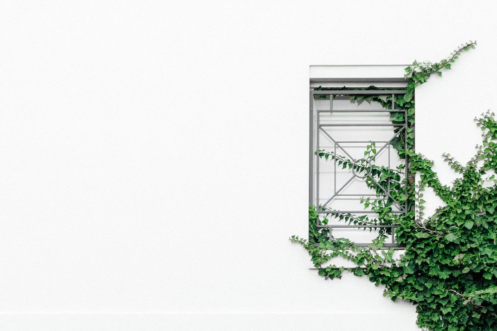 Climbing plant on a white wall. Original public domain image from Wikimedia Commons