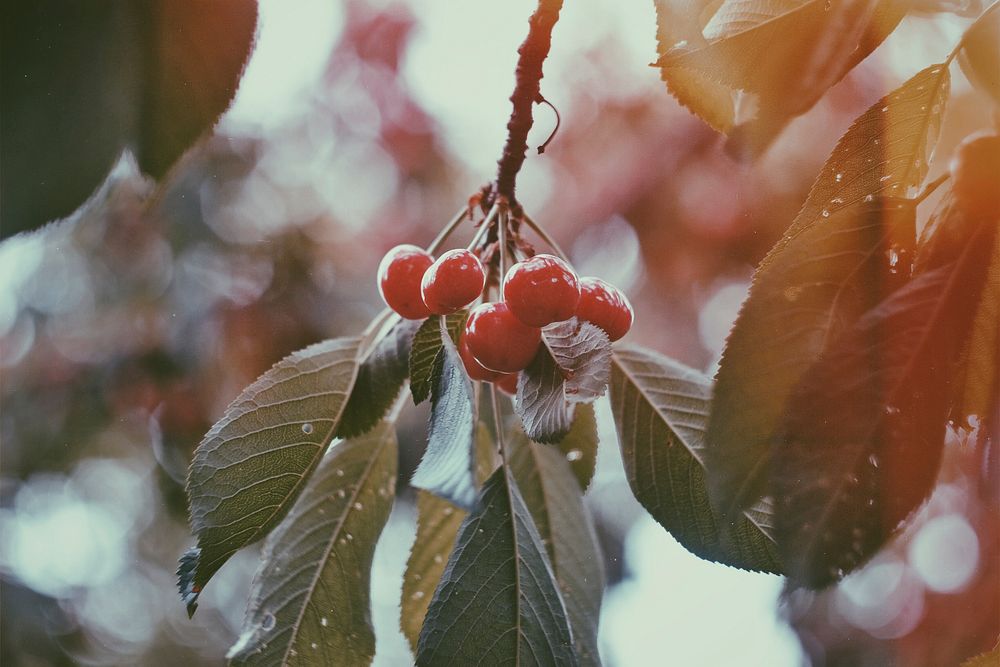 Wild red berries on a leafy branch in the winter. Original public domain image from Wikimedia Commons