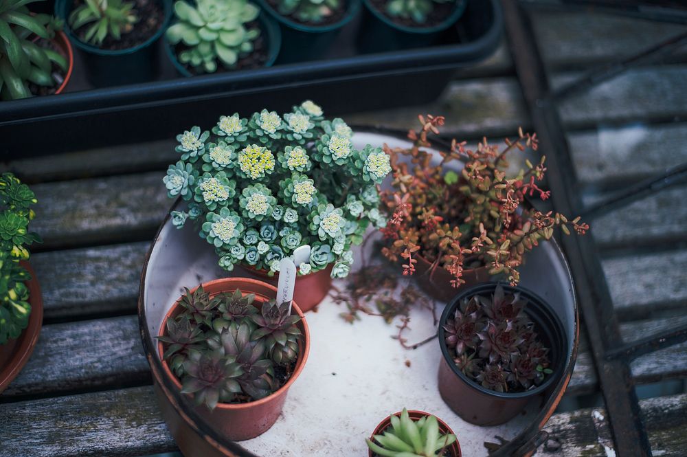 Succulents and potted plants on a patio garden. Original public domain image from Wikimedia Commons
