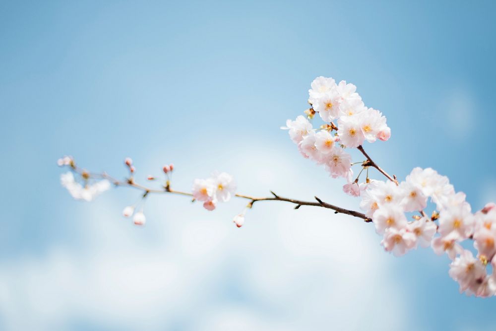 Spring flower blossoms on a branch with a blue sky background.. Original public domain image from Wikimedia Commons