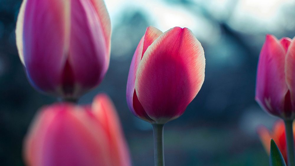 Blooming pink tulips in the evening light. Original public domain image from Wikimedia Commons