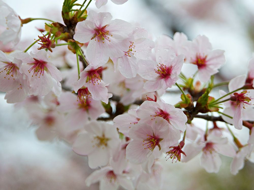 Macro pink cherry blossom flowers on branch in Spring. Original public domain image from Wikimedia Commons