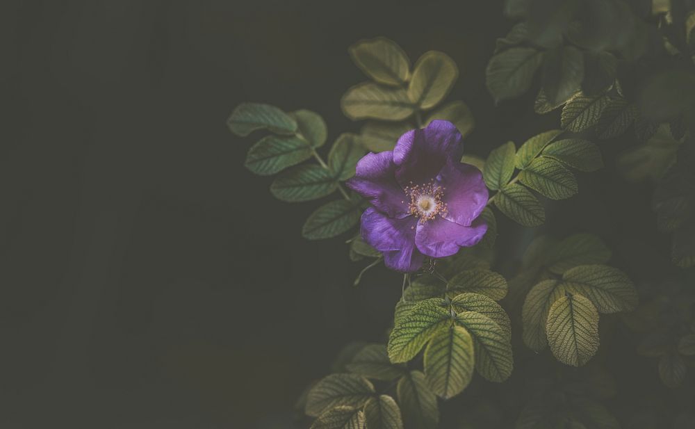 A purple flower and its green leaves against a dark background. Original public domain image from Wikimedia Commons