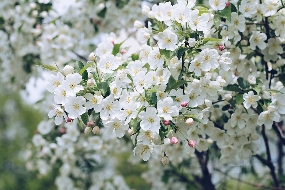 White blossom flowers in branches. Original public domain image from Wikimedia Commons