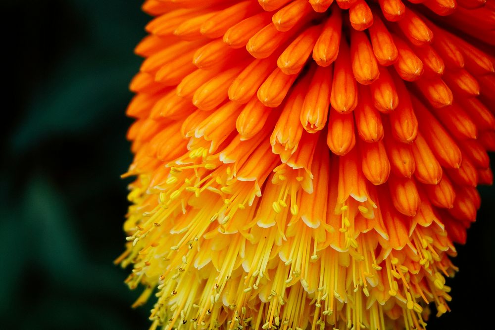 A macro shot of orange flowers in a large cluster. Original public domain image from Wikimedia Commons