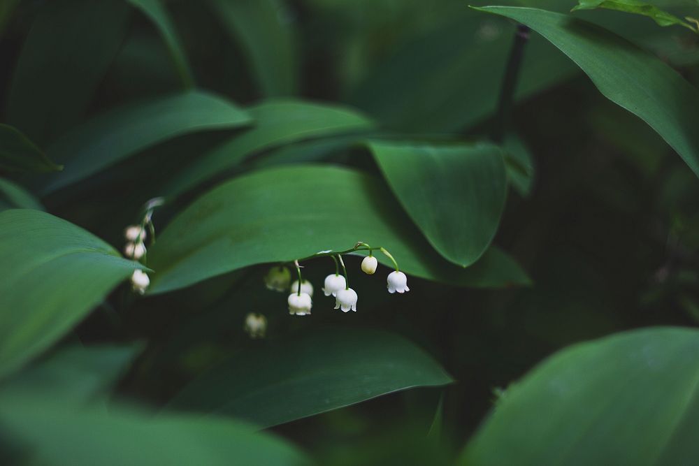 Fresh green leaves with small white blooming flowers. Original public domain image from Wikimedia Commons
