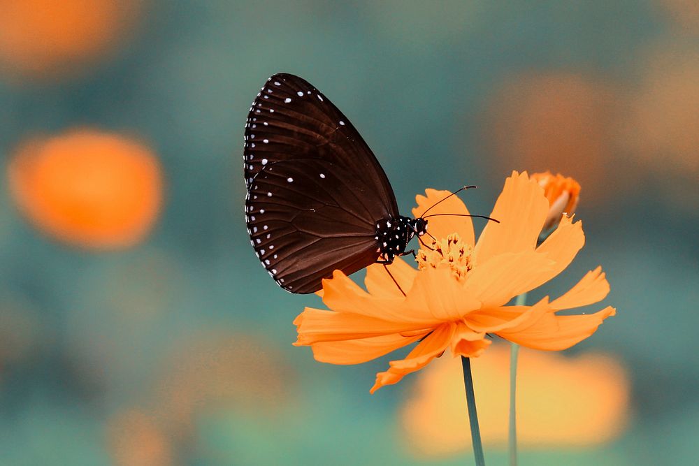 A black butterfly on a bright orange flower. Original public domain image from Wikimedia Commons