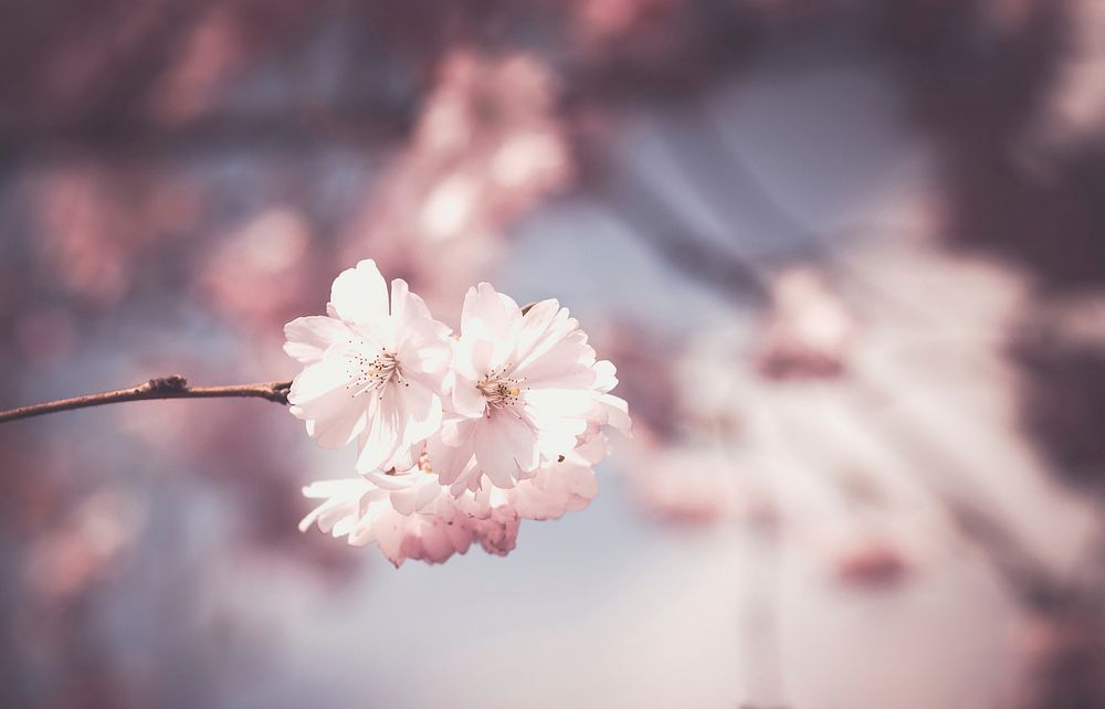 White blossom on branch in Spring, Sülldorf, Hamburg, Germany. Original public domain image from Wikimedia Commons