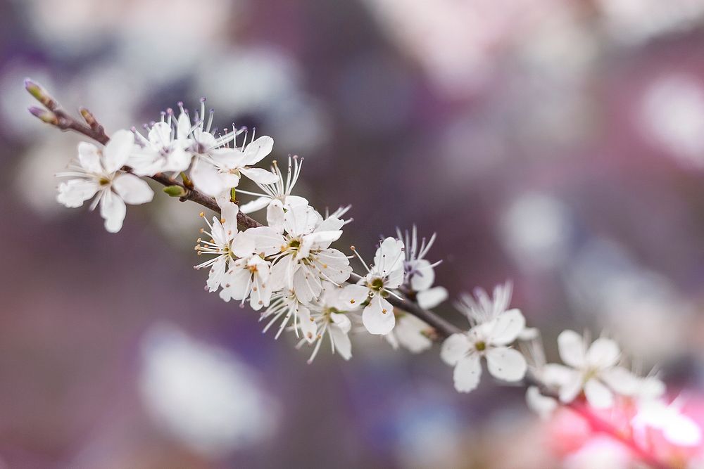 White flowery blossom on branch with petals in Spring. Original public domain image from Wikimedia Commons