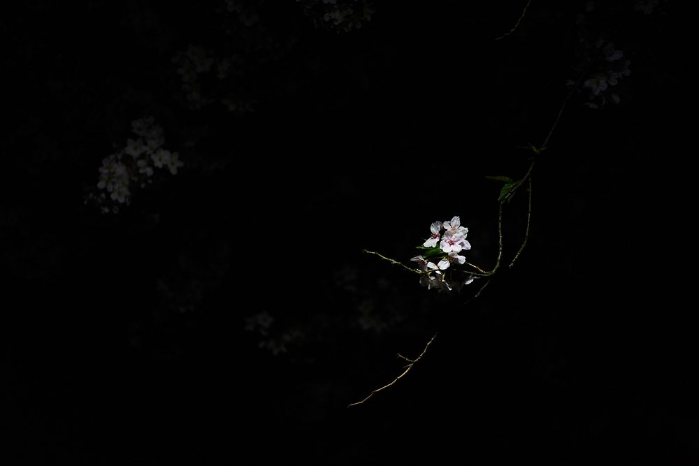 Pink cherry blossom flower in dark in the Spring, Honancho. Original public domain image from Wikimedia Commons
