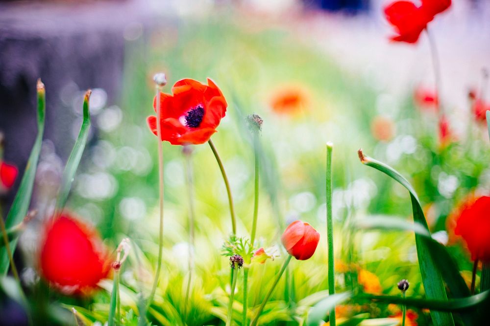 Wild red poppies in a field of flowers. Original public domain image from Wikimedia Commons