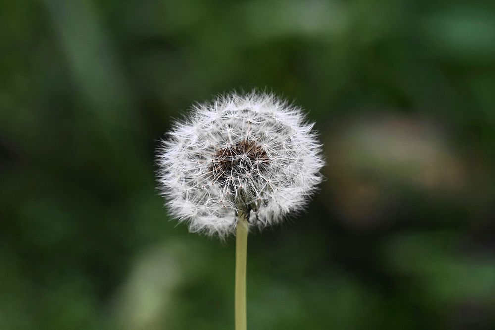 Dandelion weed with fluffy seeds. Original public domain image from Wikimedia Commons