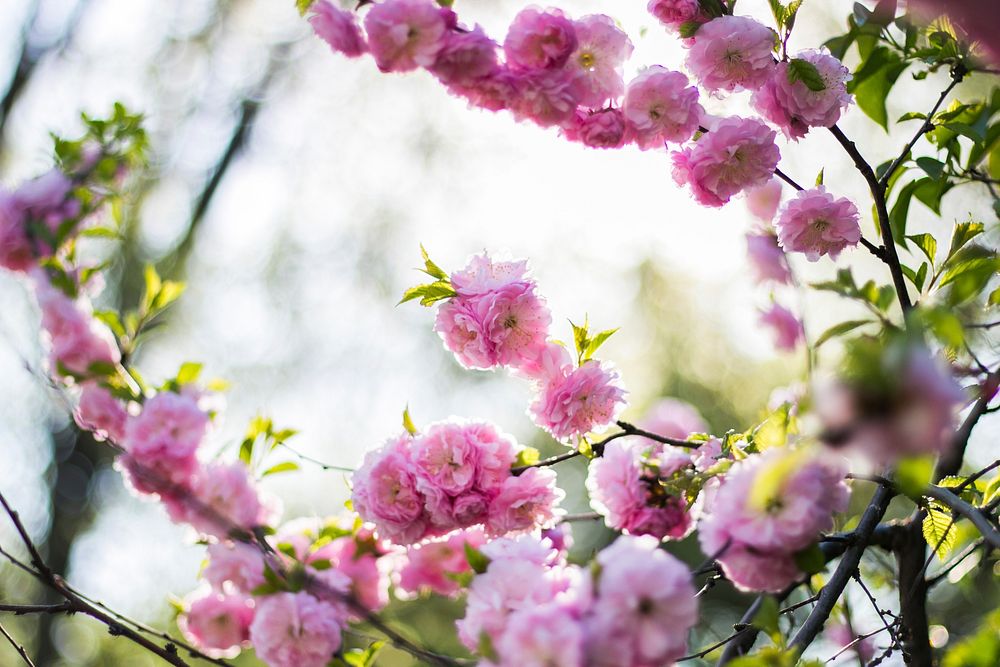 Bunches of thick pink blossom on leafy branches in daytime in Spring. Original public domain image from Wikimedia Commons