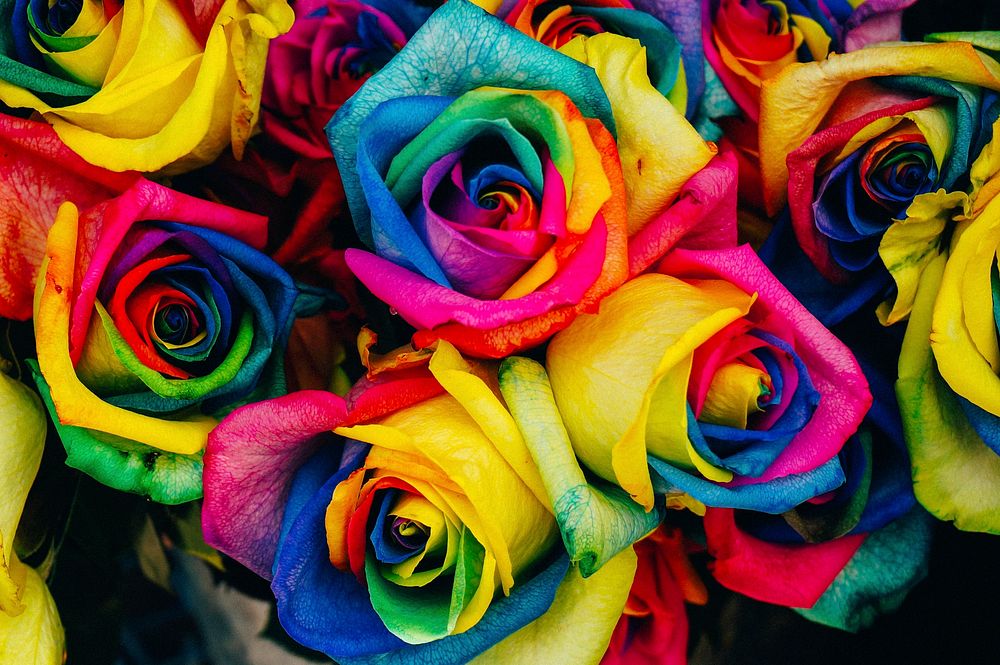 Rainbow roses background. Original public domain image from Wikimedia Commons