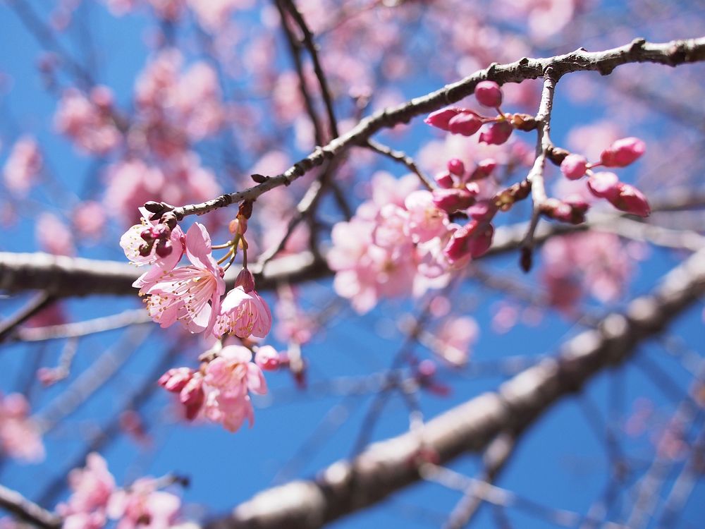 Pink cherry blossom tree branch in bloom in Spring with blue sky. Original public domain image from Wikimedia Commons