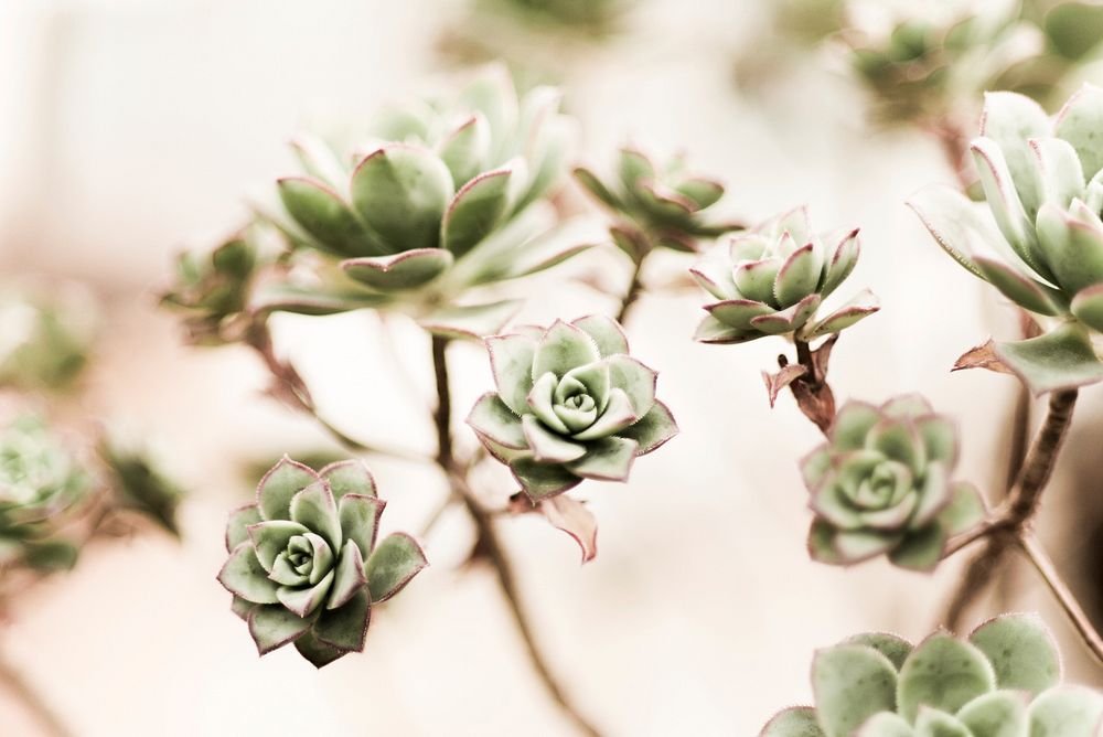 More succulents. Original public domain image from Wikimedia Commons
