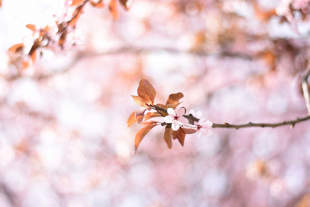 Pink blossom on branch in Spring, Original public domain image from Wikimedia Commons