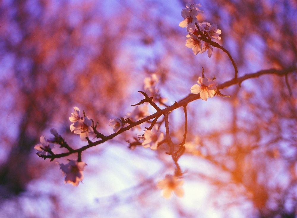 Macro shot of floral Spring blossom at sunset in Budapest. Original public domain image from Wikimedia Commons