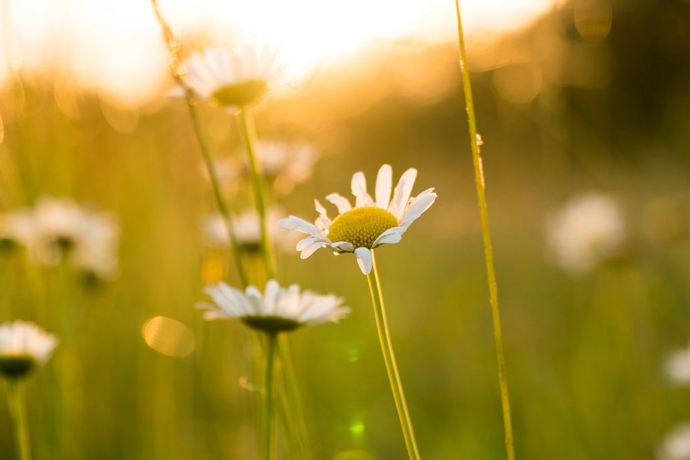 White daisies blooming in the field. Original public domain image from Wikimedia Commons