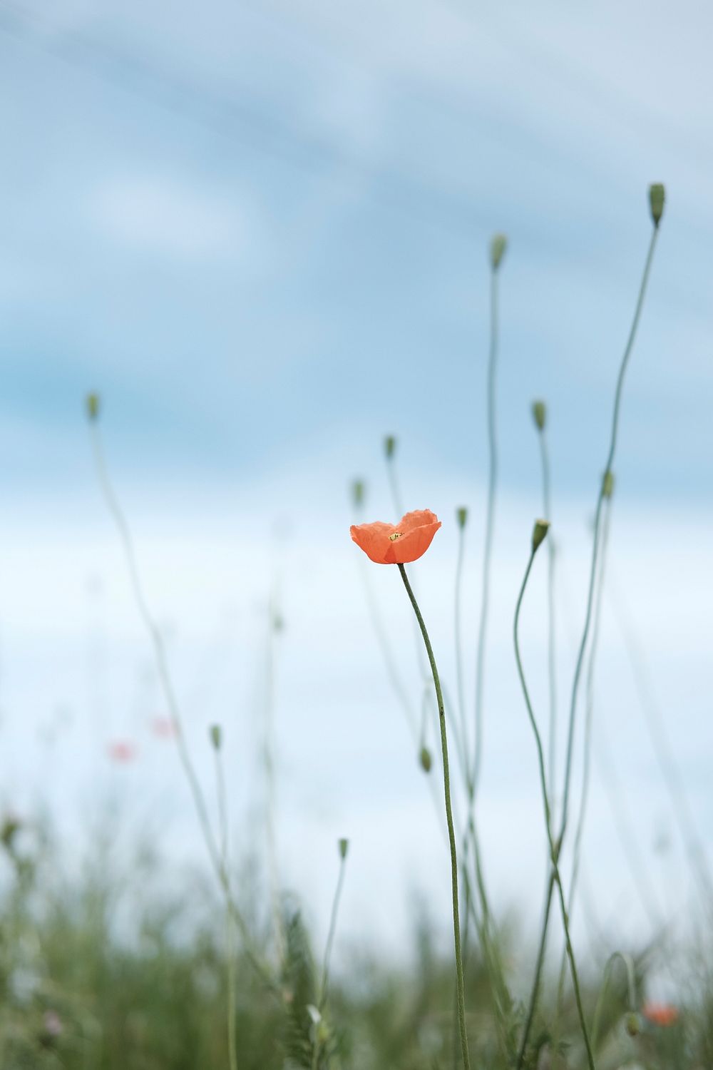 Orange flower blooming in the field. Original public domain image from Wikimedia Commons