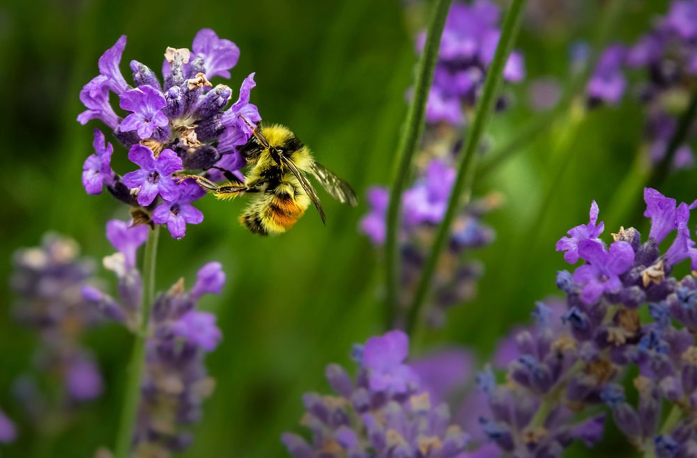 A bee collecting pollen in a cluster of lavender. Original public domain image from Wikimedia Commons