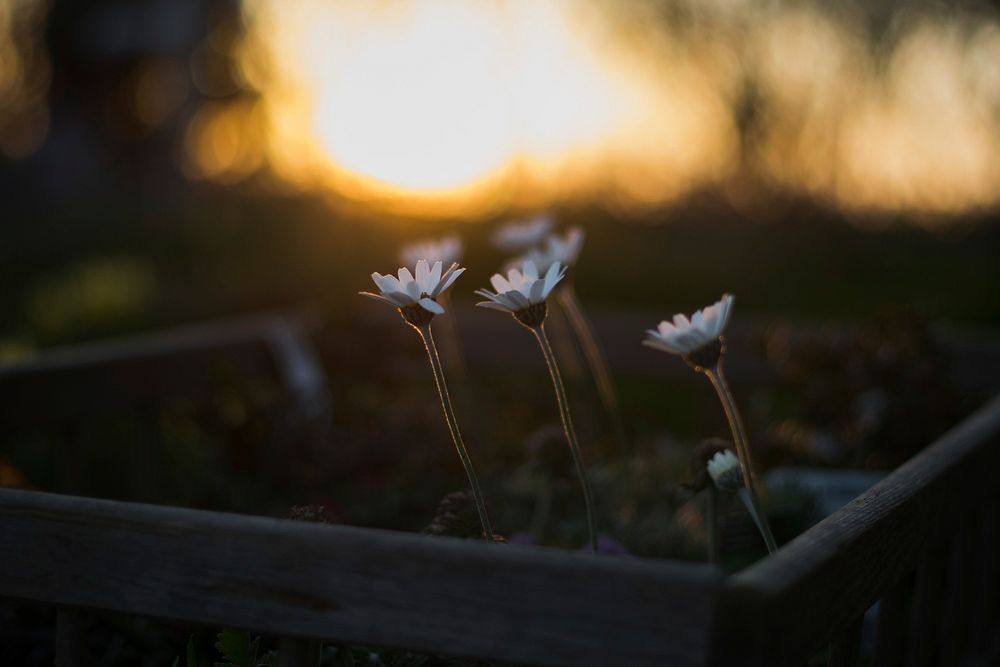 Close-up of several daisies bending towards the setting sun. Original public domain image from Wikimedia Commons