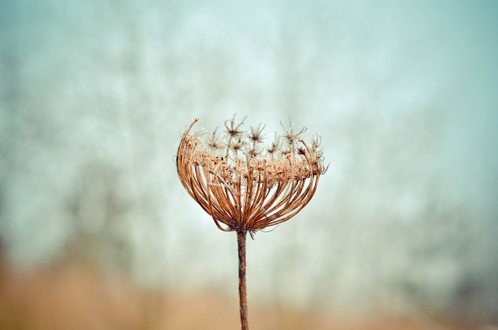 Withered flower, aesthetic background. Original public domain image from Wikimedia Commons