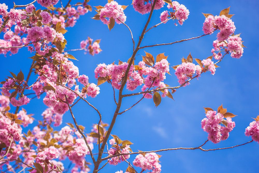 Pink cherry blossom tree branch in bloom in Spring with blue sky. Original public domain image from Wikimedia Commons