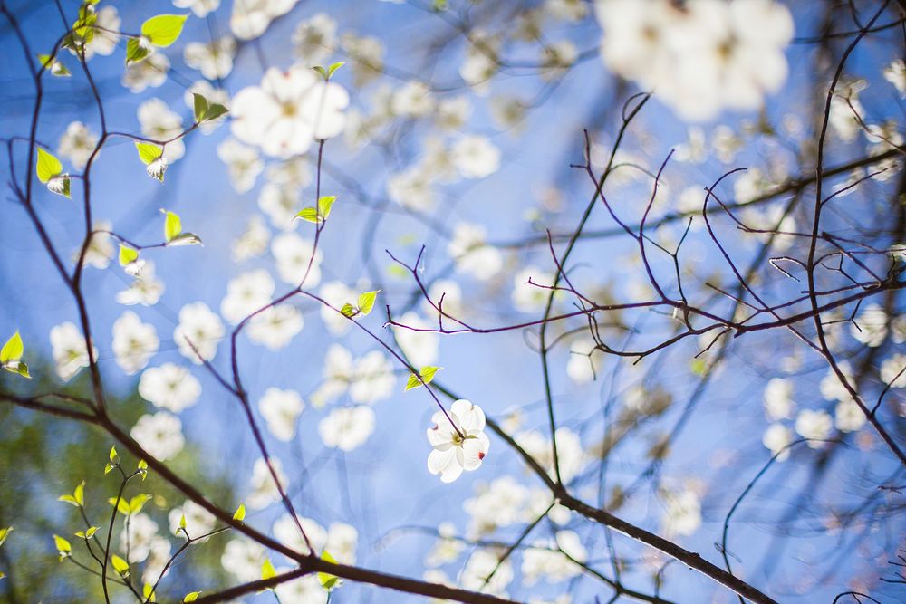 White blossom flowers in branches and blue sky in Spring, Raleigh. Original public domain image from Wikimedia Commons