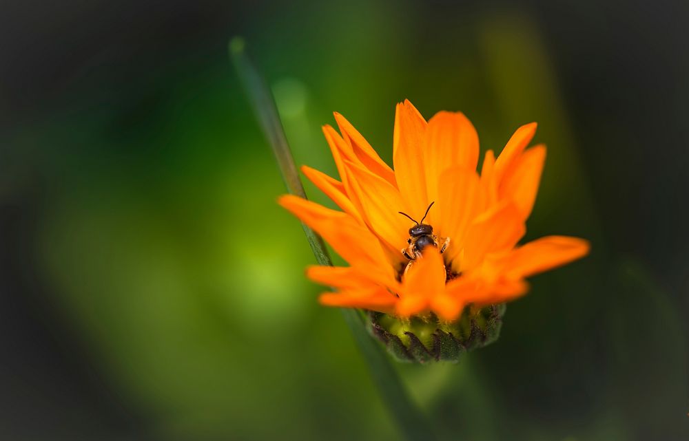 A bee gathering pollen on an orange flower. Original public domain image from Wikimedia Commons