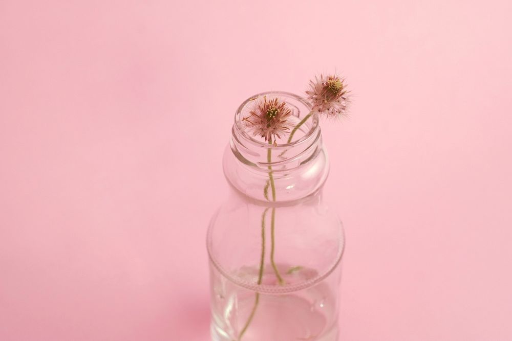 Two small flowers in a bottle of water against a pink background. Original public domain image from Wikimedia Commons