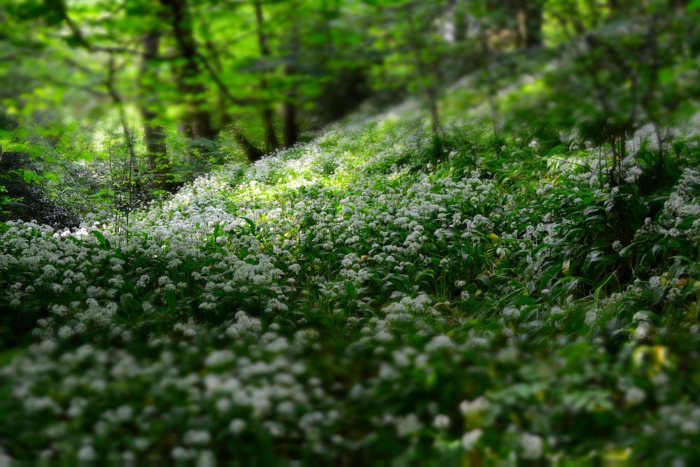 A glade covered with white flowers in a forest. Original public domain image from Wikimedia Commons