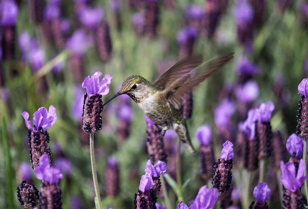 Close-up of a hummingbird feeding on lavender flowers. Original public domain image from Wikimedia Commons