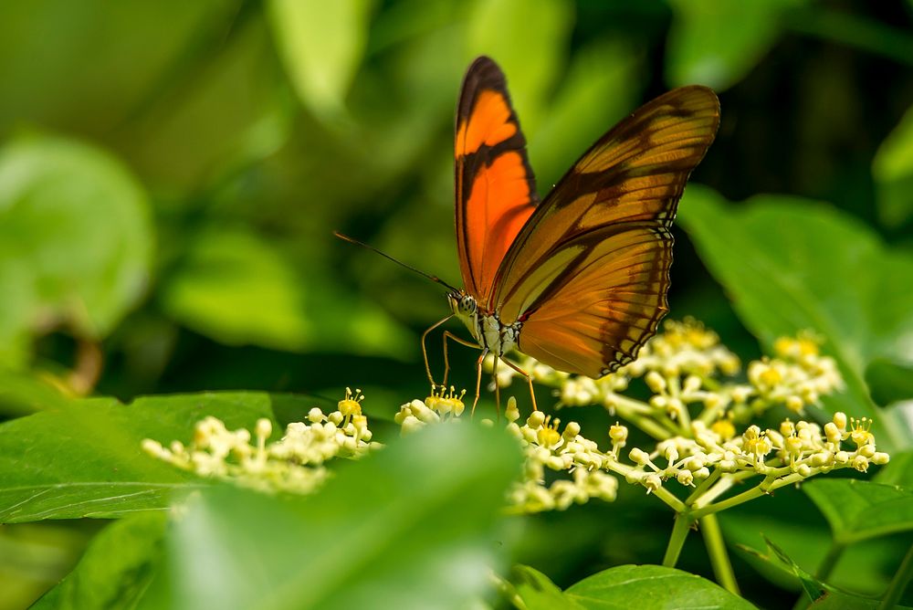 Close-up of an orange butterfly on budding flowers. Original public domain image from Wikimedia Commons