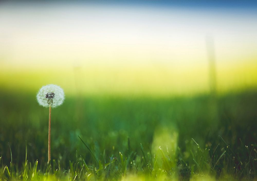 Dandelion in green grass field. Original public domain image from Wikimedia Commons