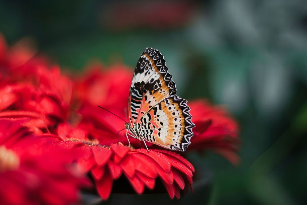 A macro shot of a colorful butterfly on a red flower. Original public domain image from Wikimedia Commons
