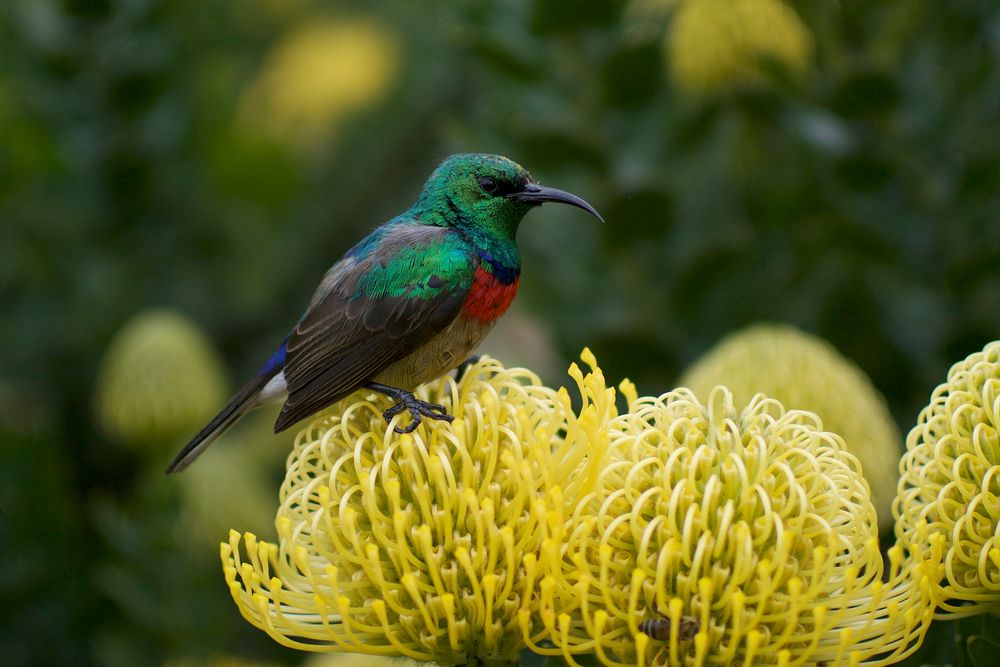 Colorful hummingbird standing on yellow flower. Original public domain image from Wikimedia Commons
