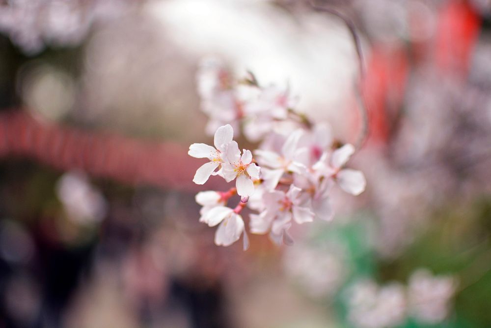 Close-up of white flowers on top of a branchlet. Original public domain image from Wikimedia Commons