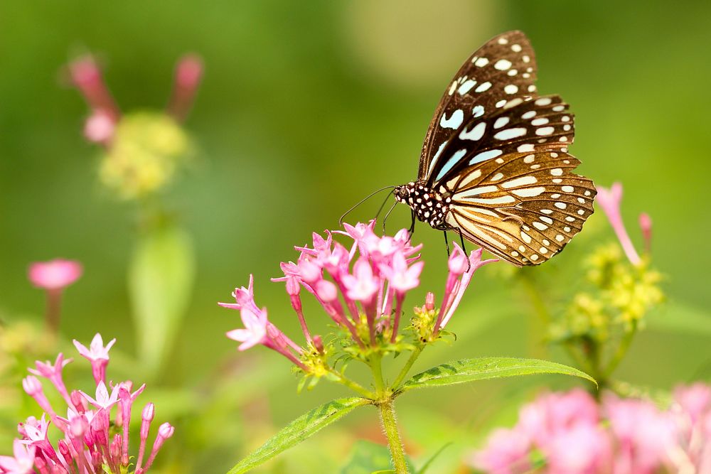 A monarch butterfly on top of pink flowers. Original public domain image from Wikimedia Commons